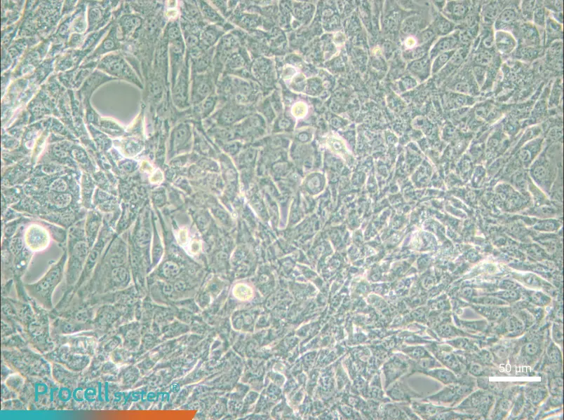 15P-1 Cell Complete Medium - small - 6