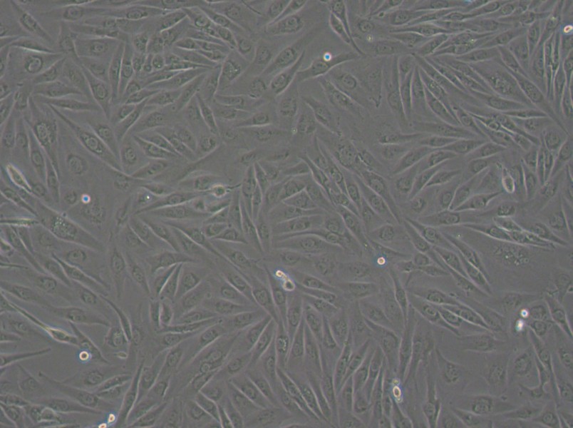 SW962 (L15) Cell Complete MediumSW962 (L15) Cell Complete Medium - 2