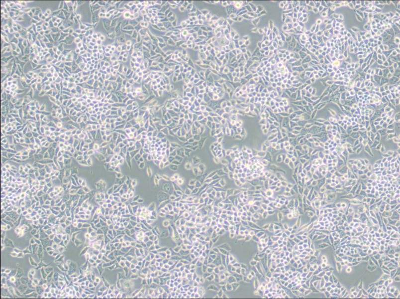 AN3 CA Cell Complete Medium - 2