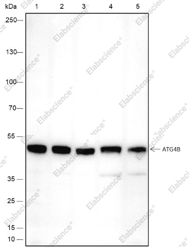 Recombinant ATG4B Monoclonal Antibody - 1