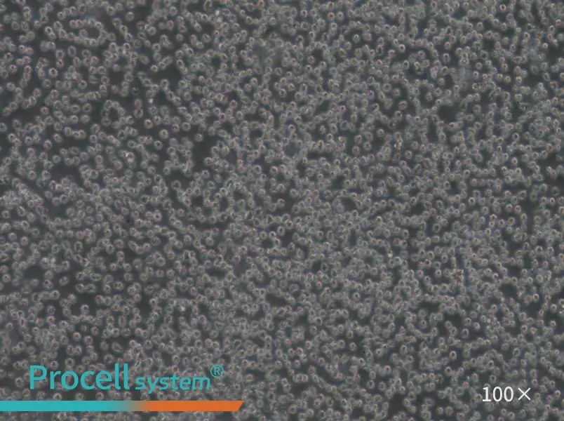 Mino Cell Complete Medium - 2