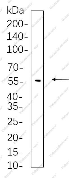 Recombinant Phospho-YAP (Ser127) Monoclonal Antibody - 1