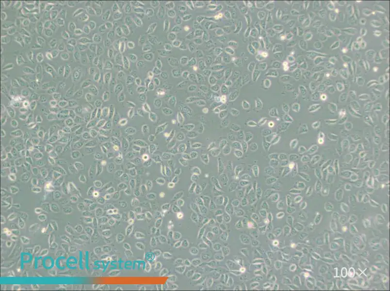 5637 Cell Complete Medium - 1