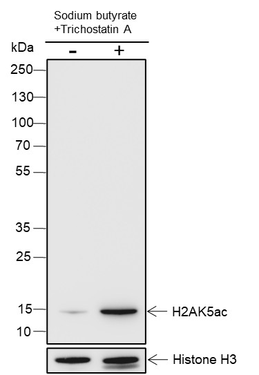 Recombinant Histone H2A (Acetyl Lys5) Monoclonal Antibody-searchlist-1