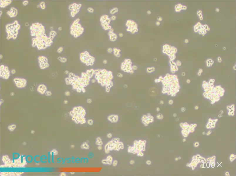 NCI-H146 [H146] Cell Complete Medium - 1
