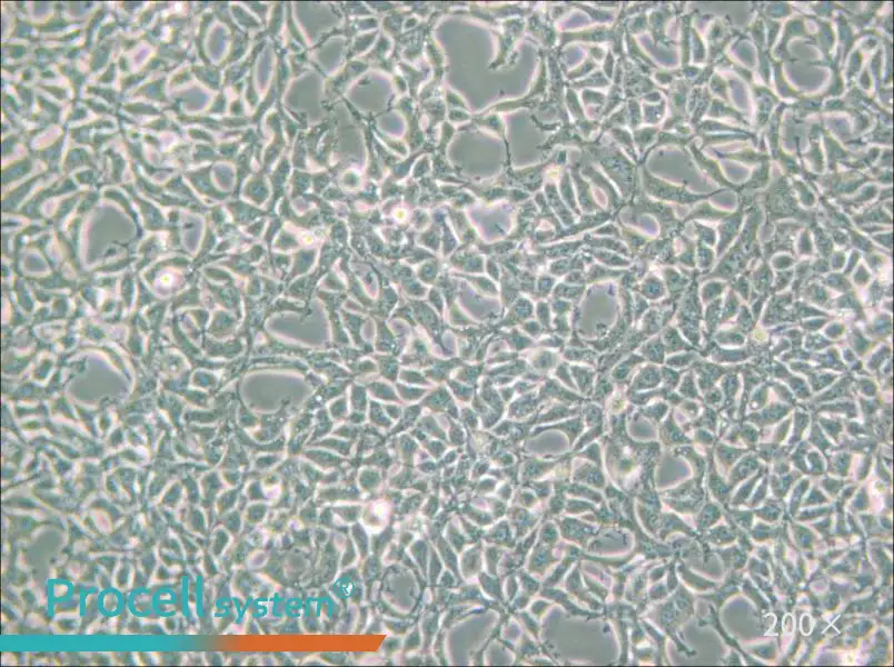 293 [HEK-293] Cell Complete Medium - small - 4