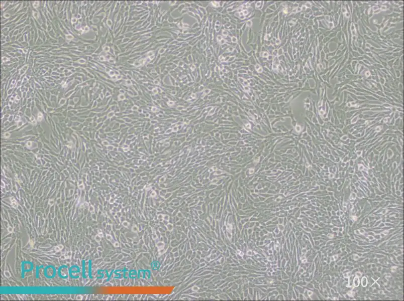 R 1610 Cell Complete MediumR 1610 Cell Complete Medium - 2