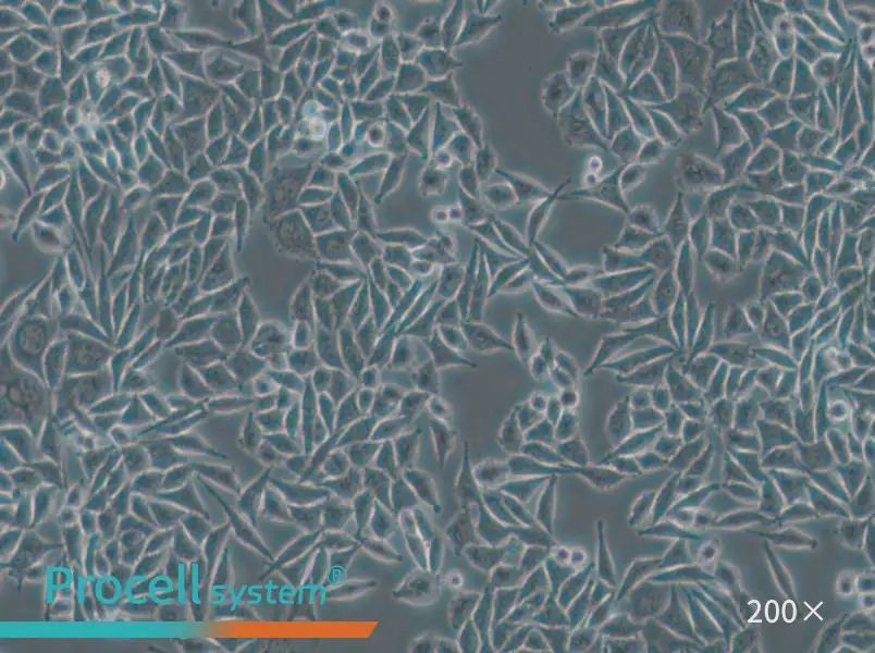 L-WRN Cell Complete Medium - small - 6