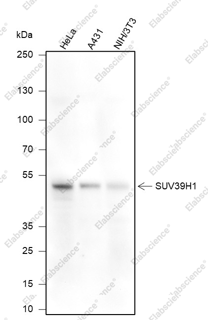 Recombinant SUV39H1 Monoclonal Antibody - 1