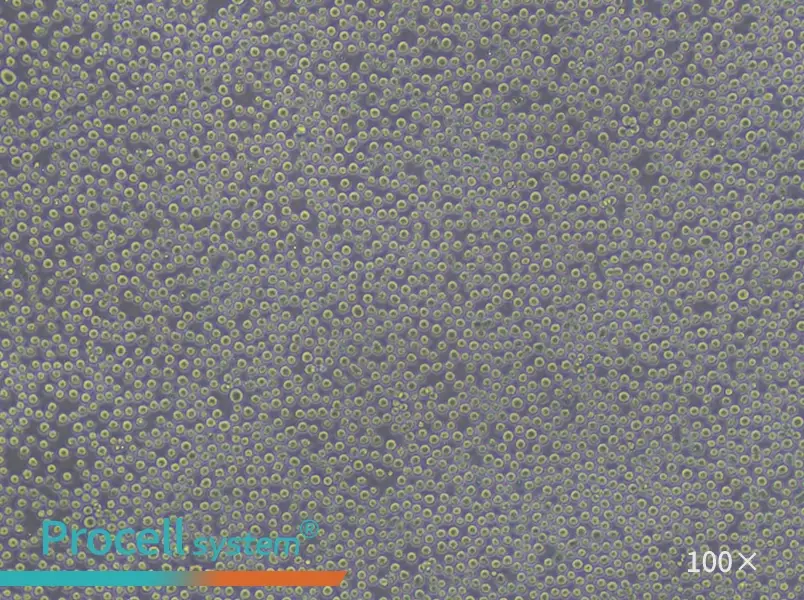 K-562 [K562] Cell Complete Medium - 1