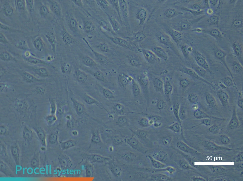 Human Renal Podocyte Cell Complete Medium - small - 4