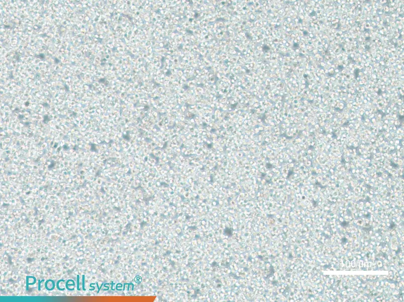 C1498 Cell Complete Medium - 2