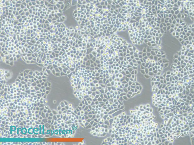 PC-9-DDP Cell Complete MediumPC-9-DDP Cell Complete Medium - 3