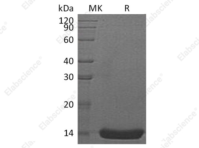 Recombinant Human Interleukin-22/IL-22 Protein - 1