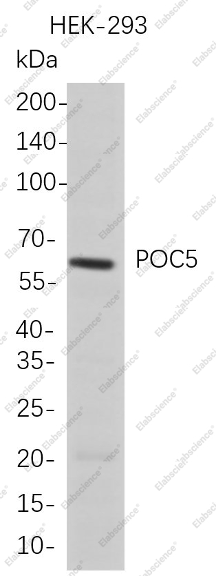 Recombinant POC5 Monoclonal Antibody - 1