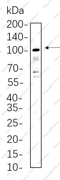Recombinant STAT5A/B Monoclonal Antibody - 1
