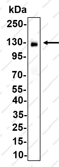 Recombinant DSG3 Monoclonal Antibody - 2