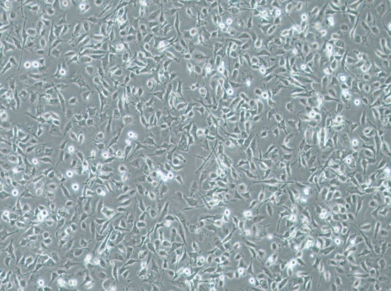 HBE135-E6E7 Cell Complete MediumHBE135-E6E7 Cell Complete Medium - 2