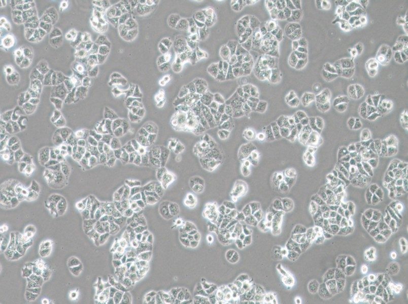 HCC1428 Cell Complete Medium-searchlist-1