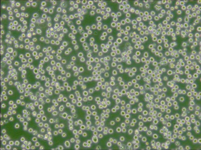 DB Cell Complete Medium - 4