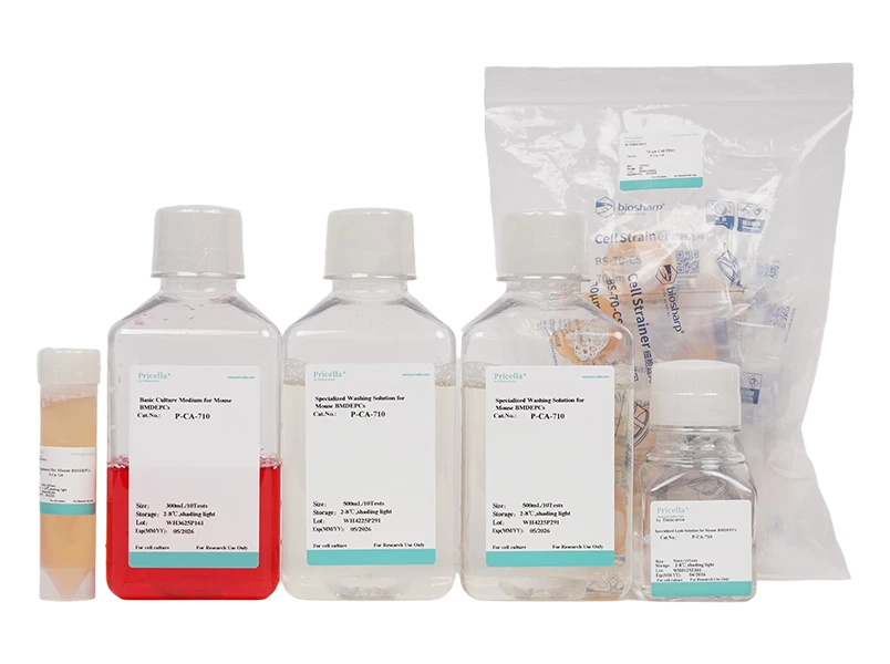 Mouse Bone Marrow-Derived Endothelial Progenitor Cells Isolation and Culture Kit - small - 2