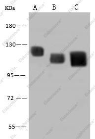 LAMP2/CD107b Monoclonal Antibody - 1