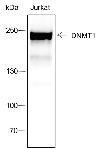 Recombinant DNMT1 Monoclonal Antibody-searchlist-1