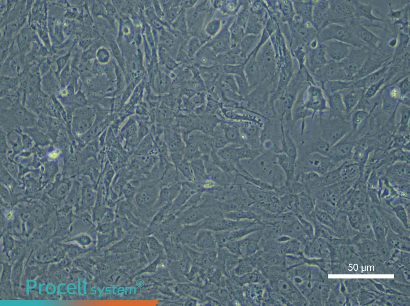Mouse Trabecular Meshwork Cell Complete Medium - small - 4