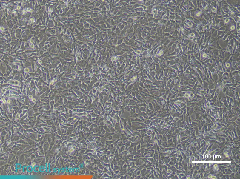 Mouse Dental Pulp Stem Cell Complete Medium - 2