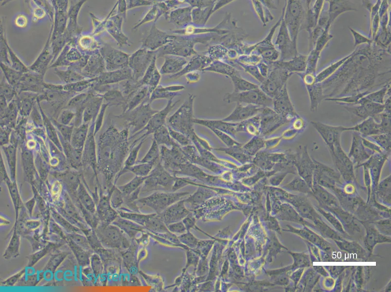 Rat Myogenic Stem Cell Complete Medium - 3