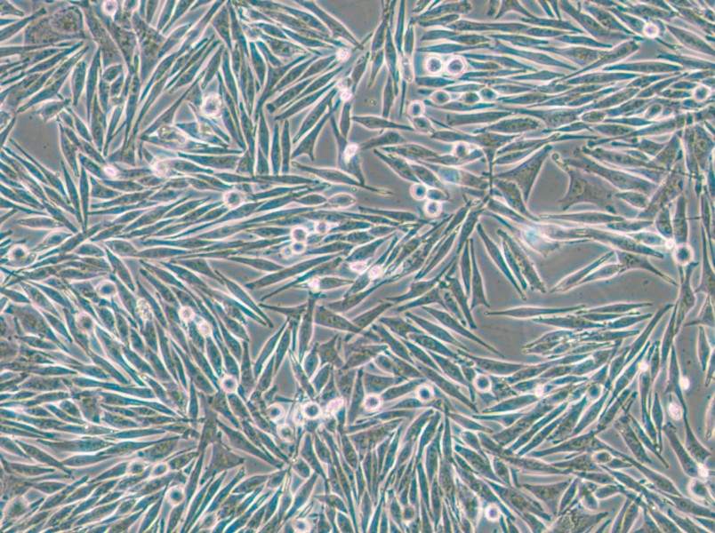 MEL270 Cell Complete Medium - small - 6