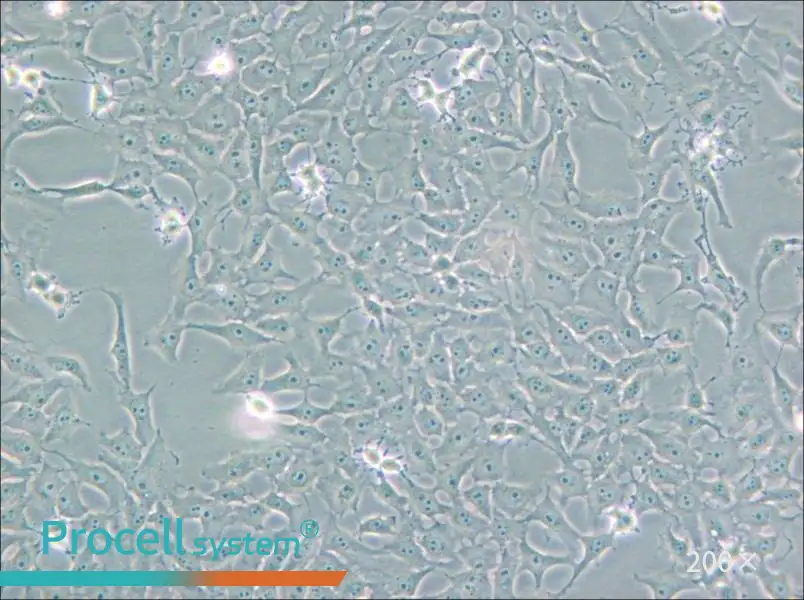 Mv.1.Lu [NBL-7] Cell Complete Medium - 4