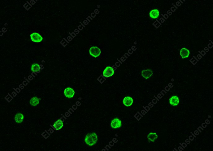 CD5/Cluster of Differentiation 5 Monoclonal Antibody - 2