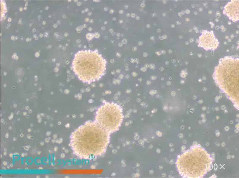NK-92 Cell Complete Medium - 3