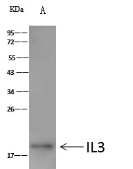 IL3 Monoclonal Antibody - small - 2