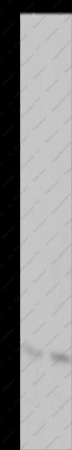 HMGB3 Polyclonal Antibody - 1