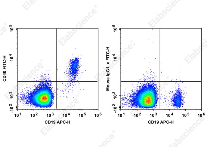 FITC Anti-Human CD40 Antibody[5C3] - 1