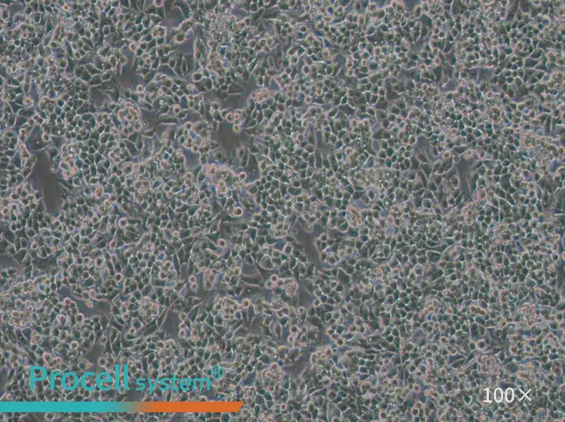 KPL-4 Cell Complete Medium - 1