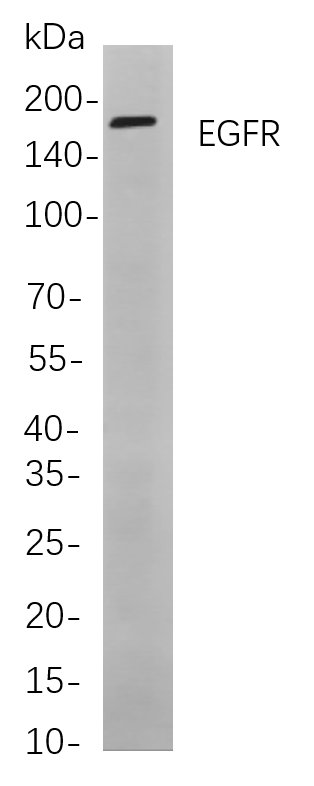 Recombinant EGFR Monoclonal Antibody-searchlist-1