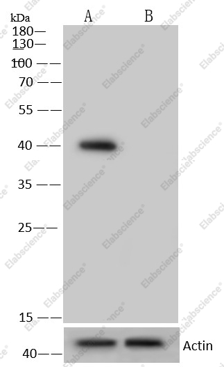 ERK2/MAPK1/MAPK2 Monoclonal Antibody - 2