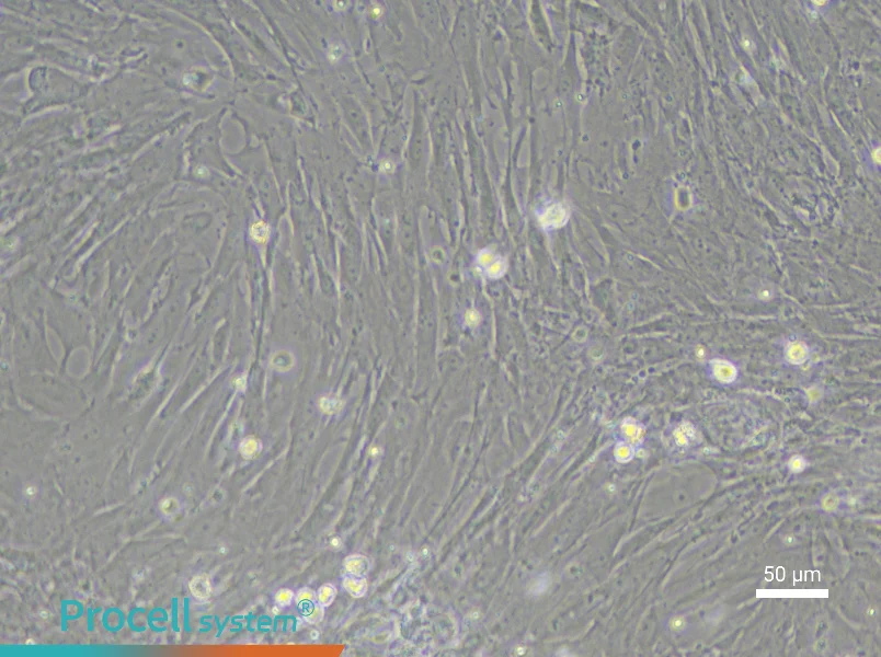 Rat Renal Fibroblast Complete Medium - 4