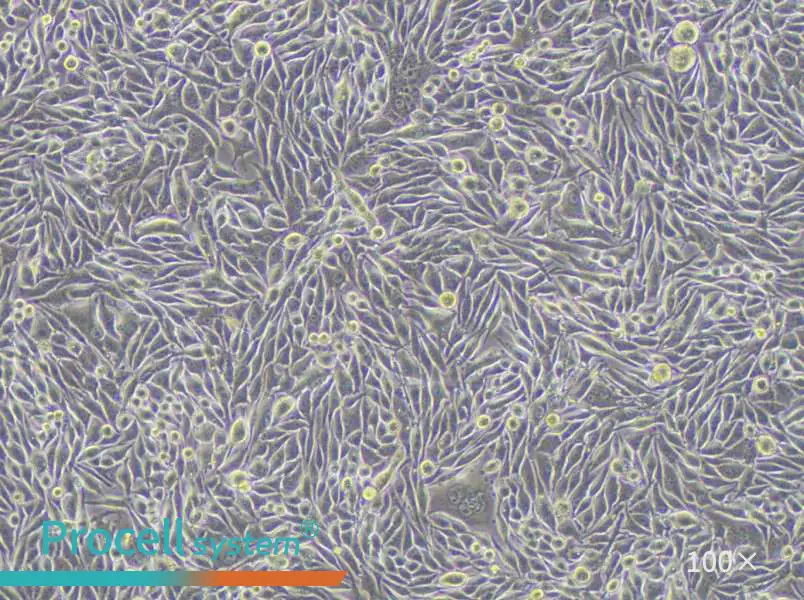 MP41 Cell Complete MediumMP41 Cell Complete Medium - 2