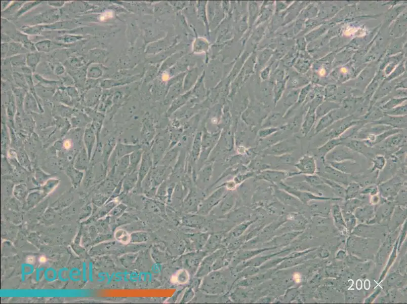 SW 982 [SW-982, SW982] (L15) Cell Complete Medium - 4