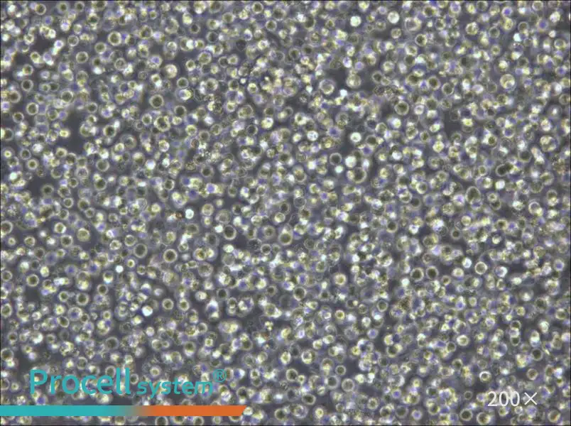 Pfeiffer Cell Complete Medium - 4