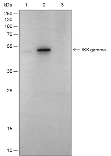Recombinant IKK gamma Monoclonal Antibody - small - 5