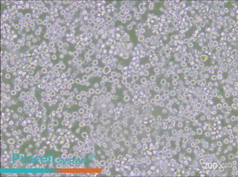 AE-2 Cell Complete Medium - 6