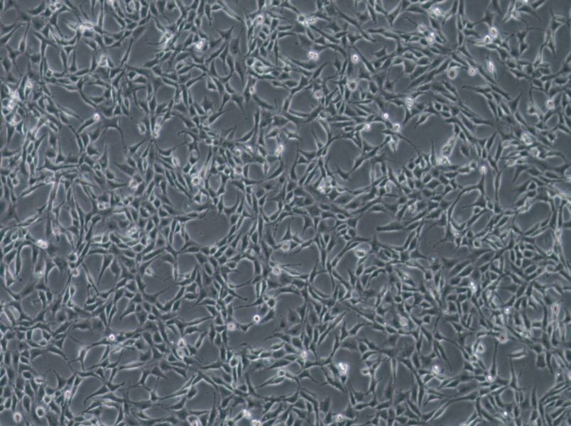 B104 Cell Complete Medium-searchlist-1