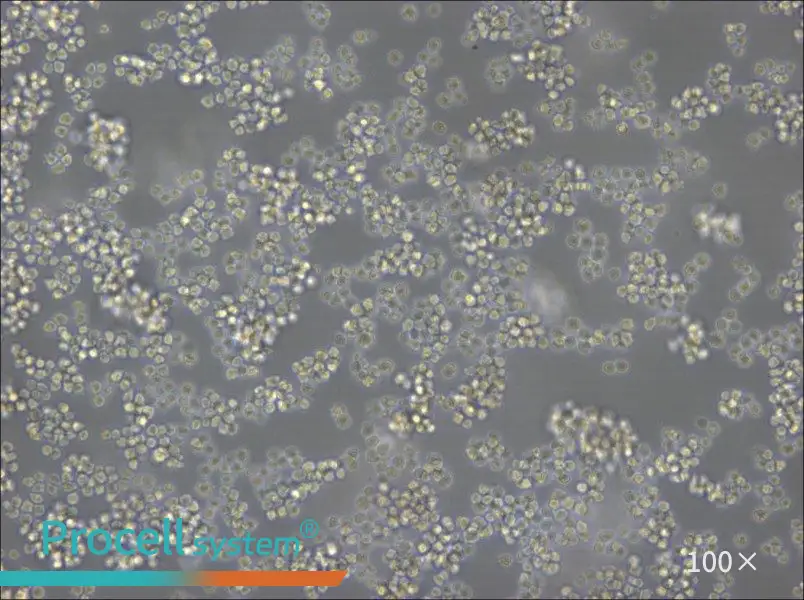 A20 Cell Complete Medium - 1