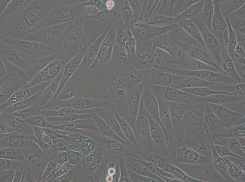 SW962 (L15) Cell Complete Medium - 6