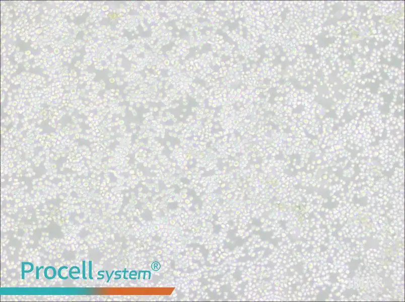 P3X63Ag8 Cell Complete Medium - 1